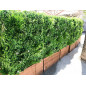 Mur végétal artificiel Liseron 1m x 1m dense et occultant